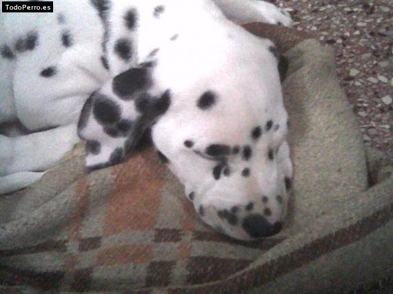 Foto del perro Timba