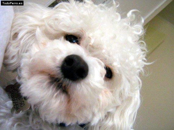 La foto del perro Santiago Foto del perro Santiago