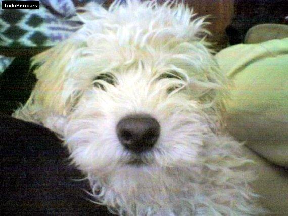 Foto del perro Chinto