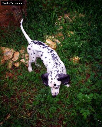 Foto del perro Cody
