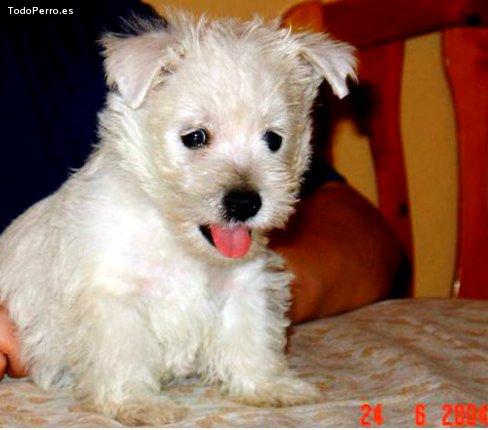 Foto del perro Turco