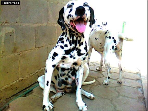 Foto del perro Niña