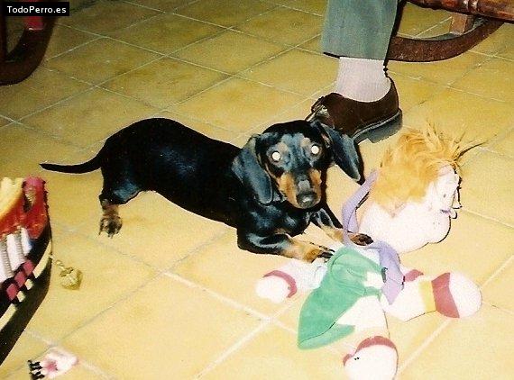 Foto del perro Sachi