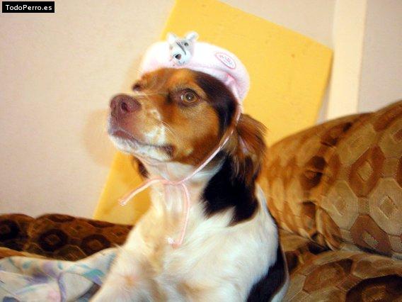 Foto del perro Chambi