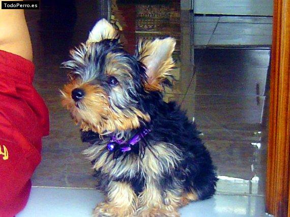 Foto del perro Rocky
