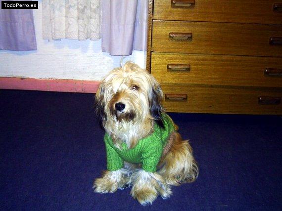 La foto del perro Charly Foto del perro Charly