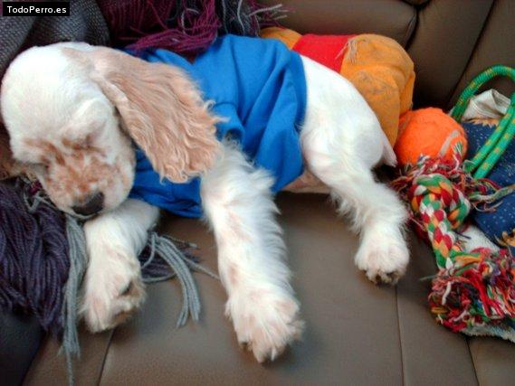 La foto del perro Charly Foto del perro Charly