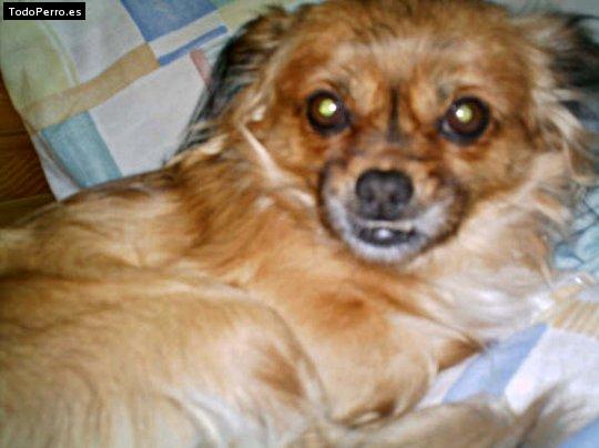 La foto del perro Colita Foto del perro Colita