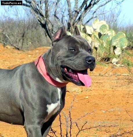 Foto del perro Sacha