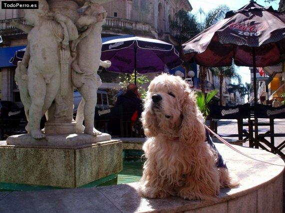 Foto del perro Brian