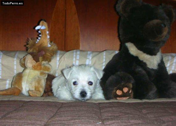Foto del perro Ron