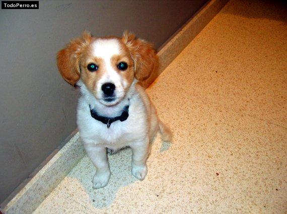 La foto del perro Katie Foto del perro Katie