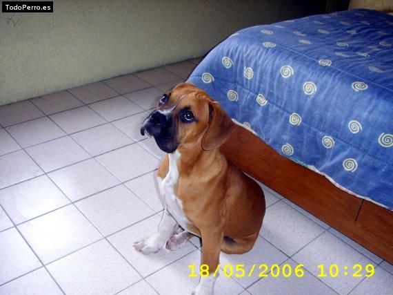 Foto del perro Robert