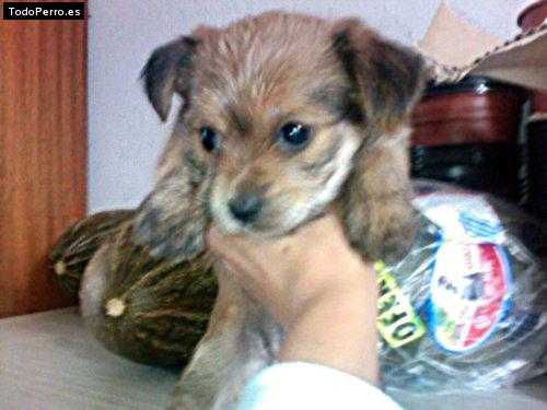 La foto del perro Winnie Foto del perro Winnie