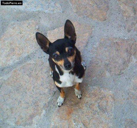 La foto del perro Shaxa Foto del perro Shaxa