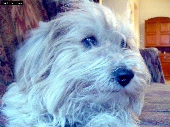 La foto del perro Sacha marroquin Foto del perro Sacha marroquin