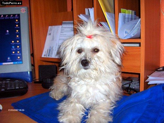 La foto del perro Chiki Foto del perro Chiki