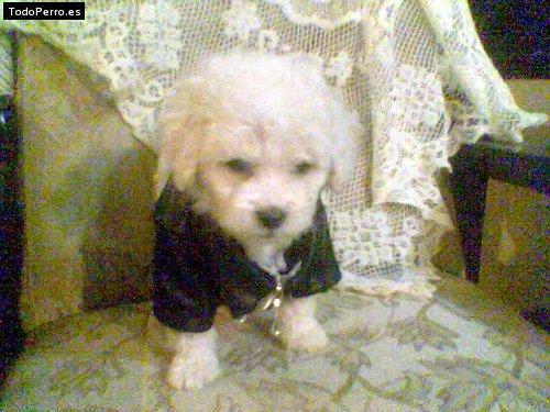 Foto del perro Cozito