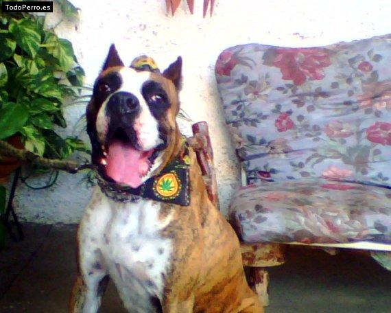 La foto del perro Spay Foto del perro Spay