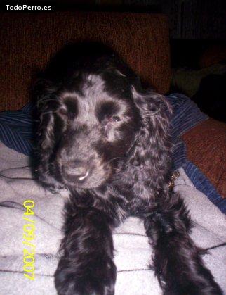 La foto del perro Homero Foto del perro Homero