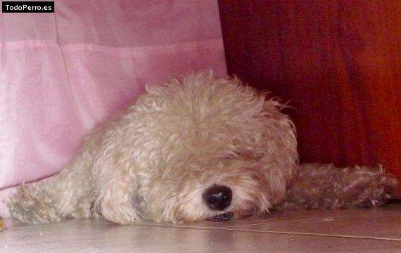 La foto del perro Cielito Foto del perro Cielito