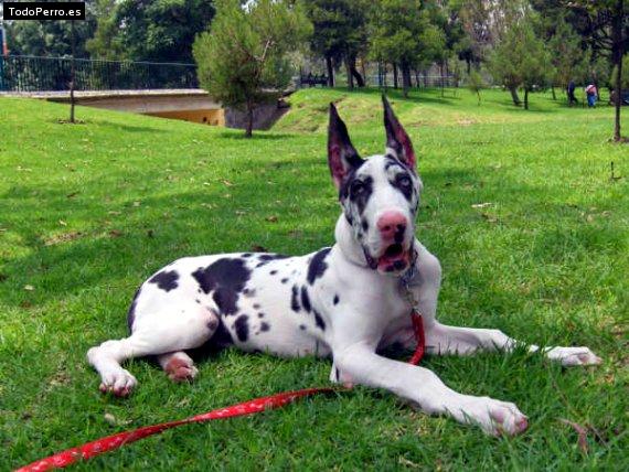 Foto del perro Megan