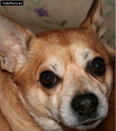 La foto del perro Chusky Foto del perro Chusky