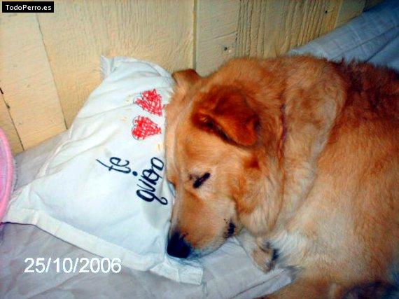 La foto del perro Poncho Foto del perro Poncho