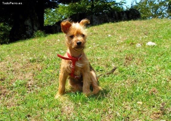 Foto del perro Haika