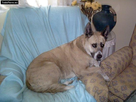 La foto del perro Kaki Foto del perro Kaki