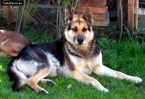 Foto del perro Muran