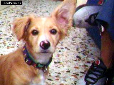 Foto del perro Chelsy