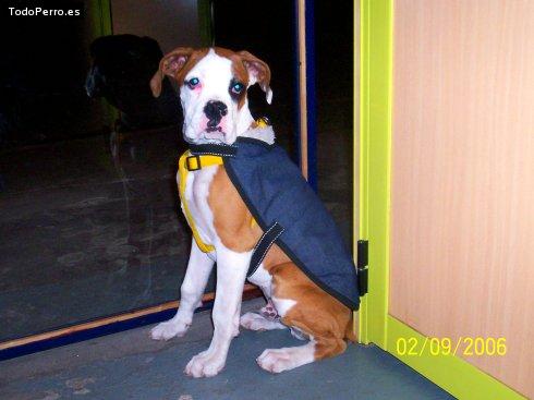 Foto del perro Baron