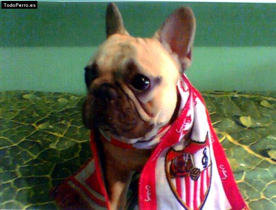 La foto del perro Willo Foto del perro Willo