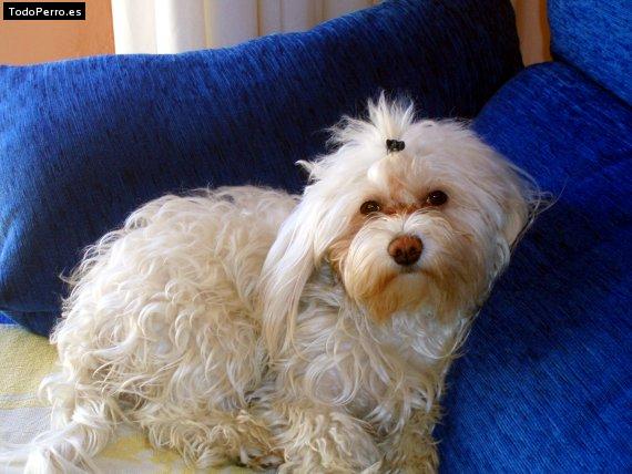 Foto del perro Blanca