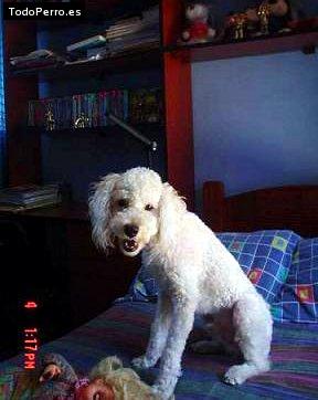Foto del perro Topy