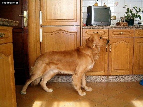 Foto del perro Rachel