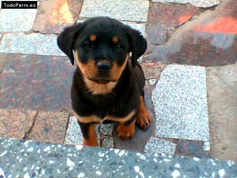 La foto del perro Shaky Foto del perro Shaky