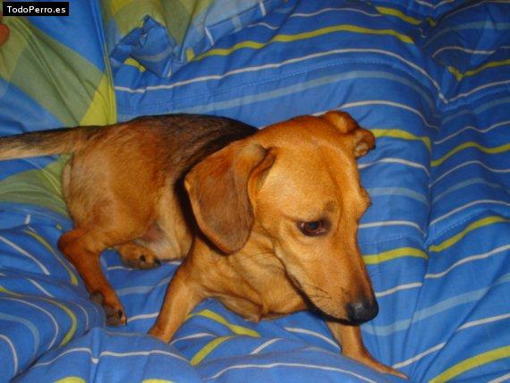 Foto del perro Bamby