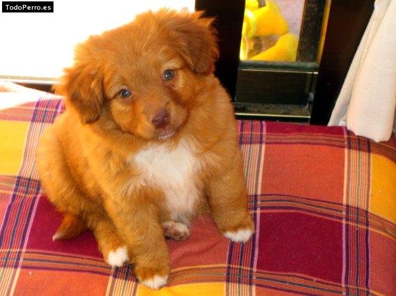 La foto del perro Sonic Foto del perro Sonic