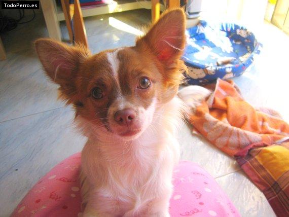 La foto del perro Luky luck Foto del perro Luky luck