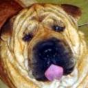 Chaparro