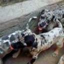 Cachorros