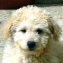 Cuqui