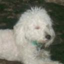 Peluche
