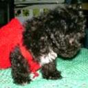 Princesa