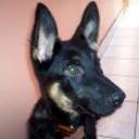Layka