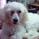 Candy  bastida