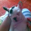 Xila