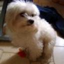 Doggy